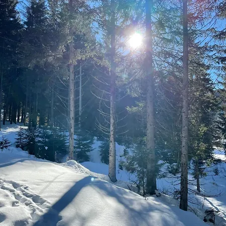 Schweizer Sennenhund * Nauders