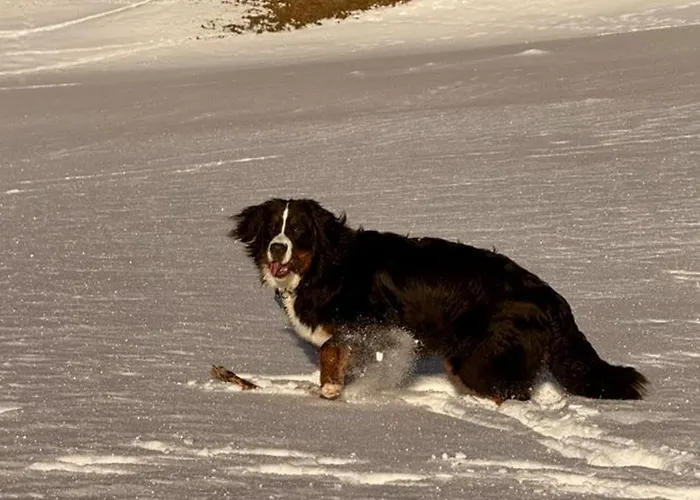 Apartamento Schweizer Sennenhund *