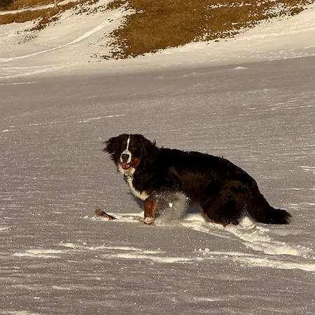 Apartment Schweizer Sennenhund *